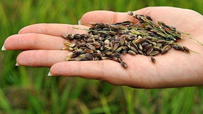 Yüksek antioksidan kaynağı siyah pirinç