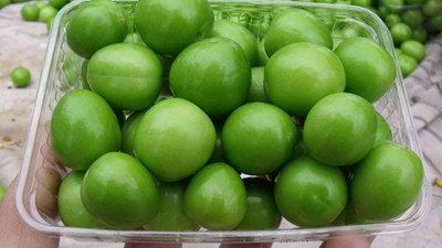 Yeşil erik bağışıklığı güçlendiriyor